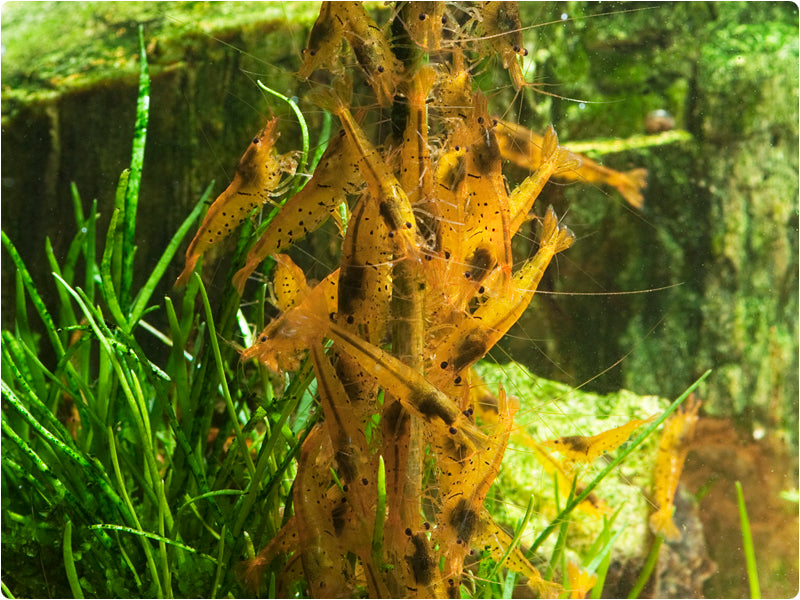 GlasGarten Shrimp Bacter AE – Nature Aquascapes
