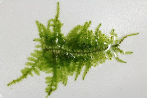 Vesicularia Sp. "Mini Christmas" Moss