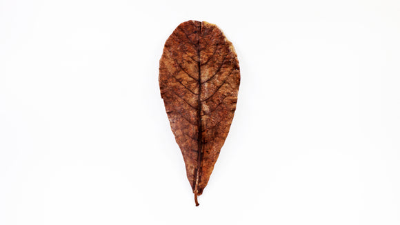 Catappa Leaves (Large) - Premium Grade A