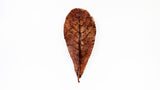 Catappa Leaves (Small) - Premium Grade A