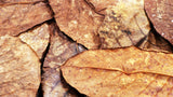 Catappa Leaves (Large) - Premium Grade A
