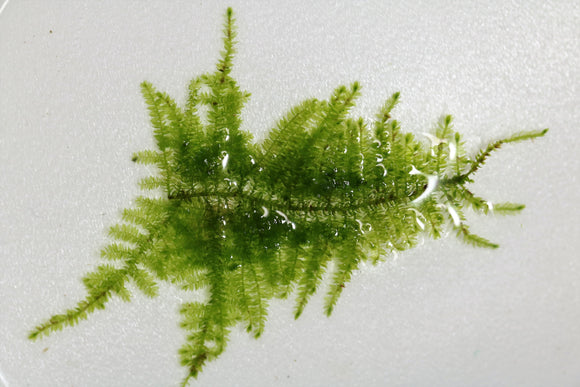 Vesicularia Sp. 'Christmas Moss'